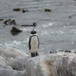 Pinguin am Stony Point bei Betty's Bay